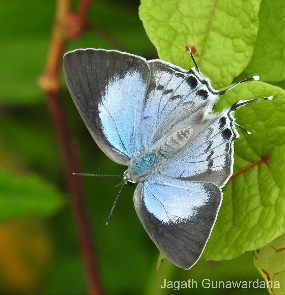 Tajuria cippus Fabricius, 1798